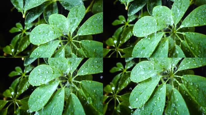 雨滴落下绿叶