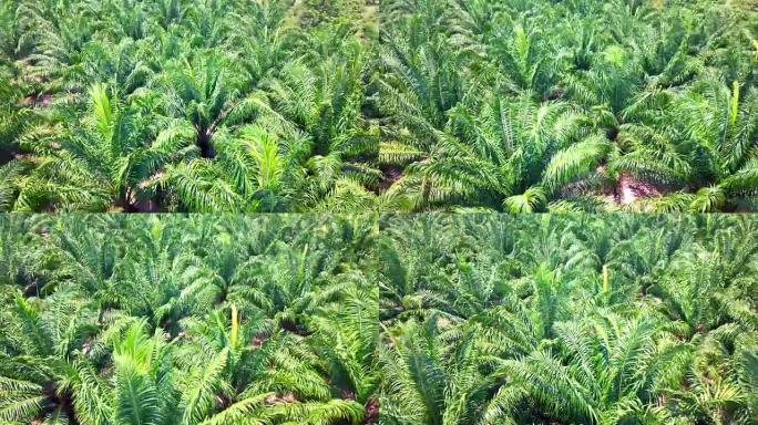 泰国攀牙府油棕种植园的鸟瞰图