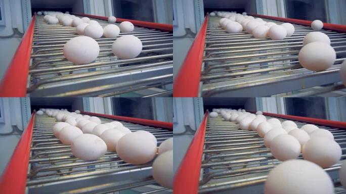 家禽的鸡蛋分类设备。鸡蛋在工厂的传送带上移动。