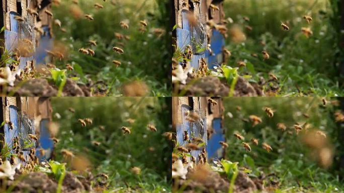 蜜蜂在草地上的蜂箱周围飞行，慢动作