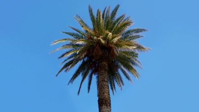 高清: 蓝天上的棕榈树