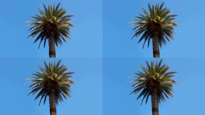 高清: 蓝天上的棕榈树