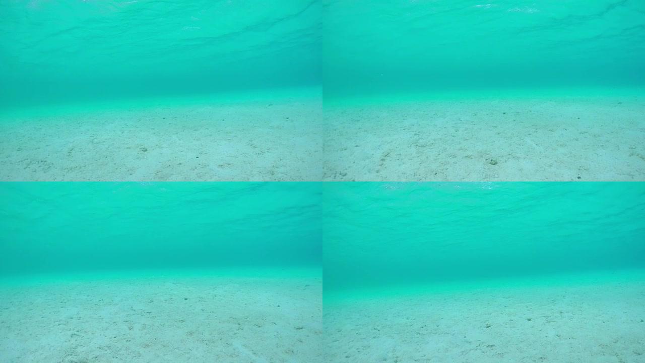 4k水下慢动作特写: 白沙底无尽海洋泻湖的海底世界