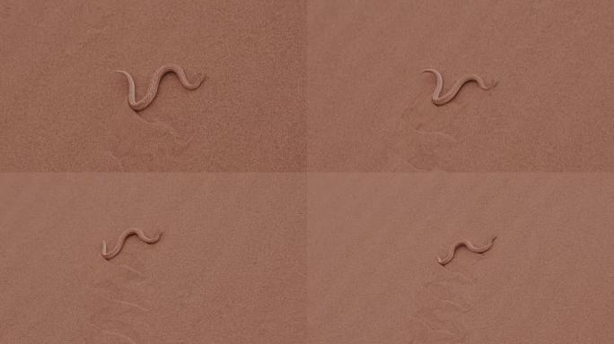 响尾蛇/Peringuey的加法器在沙丘上移动的4k镜头