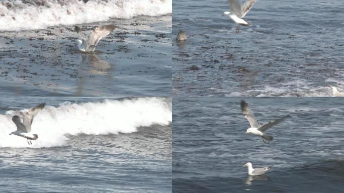 布洛克岛海鸥28-高清30F