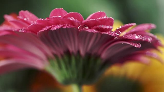 湿粉色雏菊非洲菊。水滴落在花的花瓣上。特写镜头