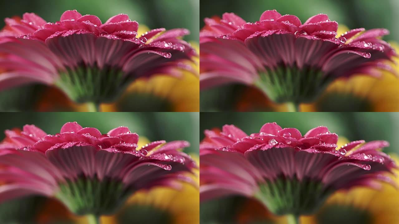 湿粉色雏菊非洲菊。水滴落在花的花瓣上。特写镜头