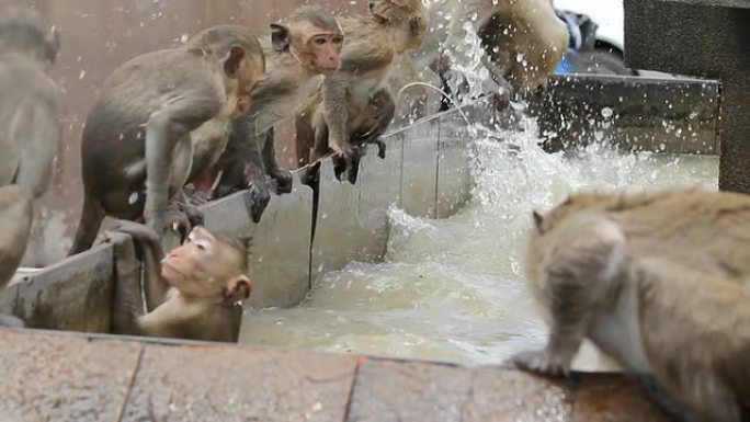 猴子在玩水。