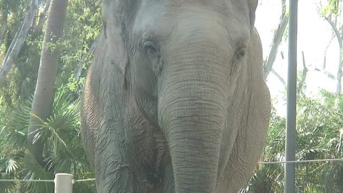 （HD1080i）大象看相机