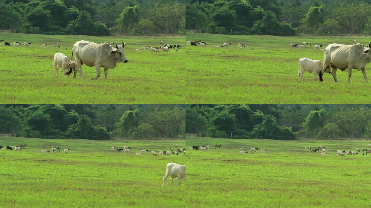 绿色牧场上的奶牛和山羊，HD