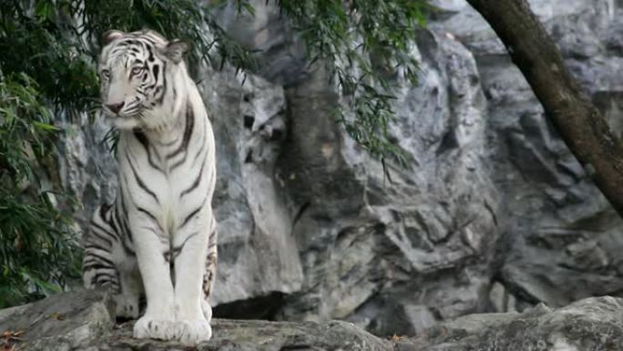 白虎野生动物园世界生物多样东北虎白虎老虎