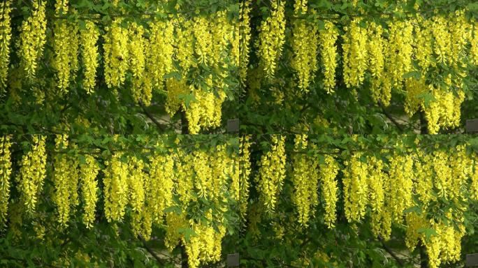 高清：Laburnum