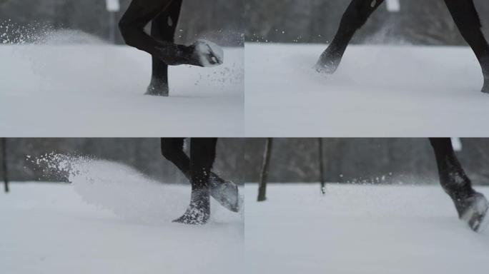 慢动作: 黑马在美丽的冬季仙境中的深雪中行走