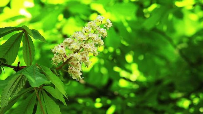 马栗籽野生花花朵鲜花