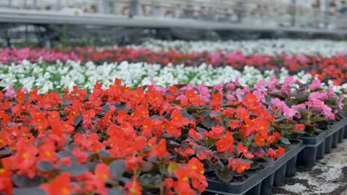 温室里有各种不同颜色的美丽花朵的花坛。4K。