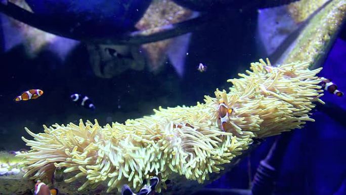 水族馆里的小丑鱼海洋馆鱼群生物多样性