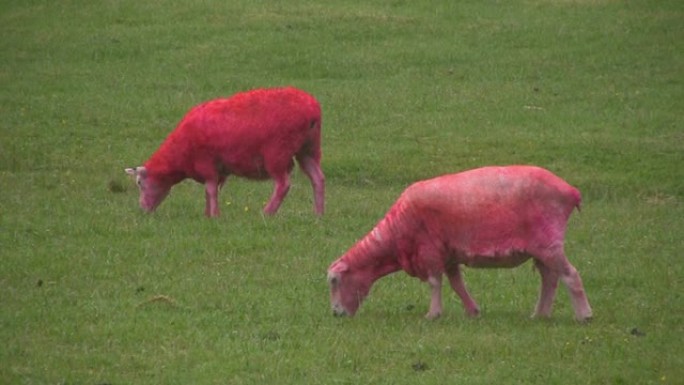 高清：怪异，粉红绵羊吃东西和排便，便便