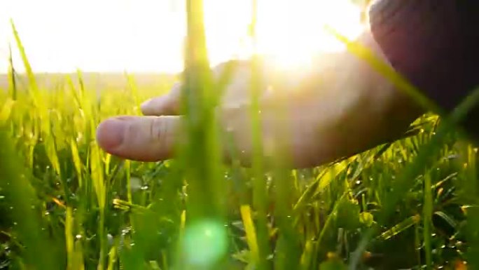 白人的手在阳光下的草地上。美妙的天气和鼓舞人心的气氛。