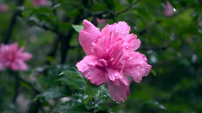 雨中的芙蓉花