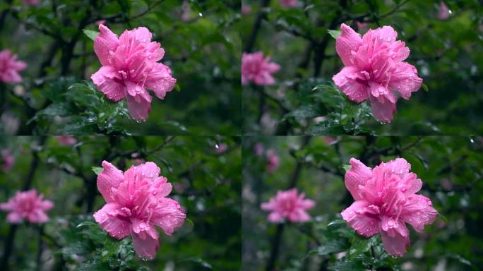 雨中的芙蓉花