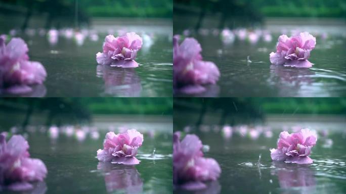 花在雨中落在地上