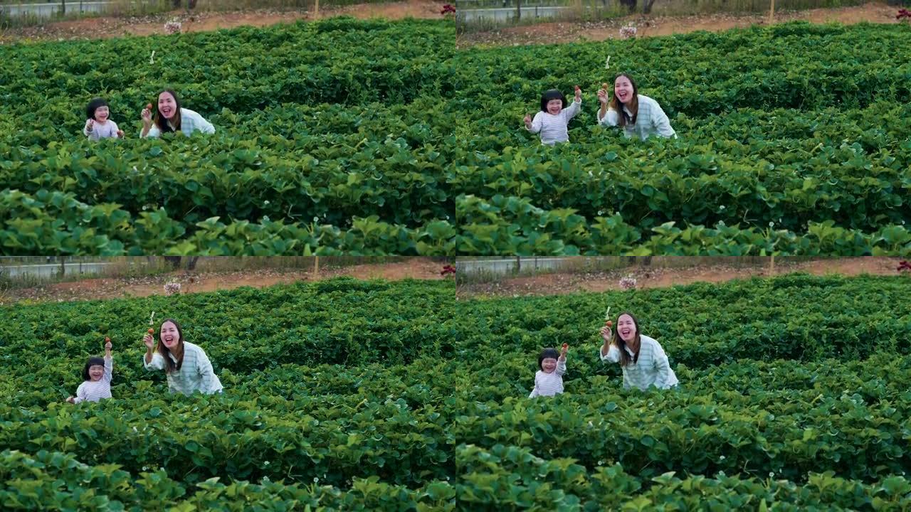 有趣的女儿在农场采摘草莓