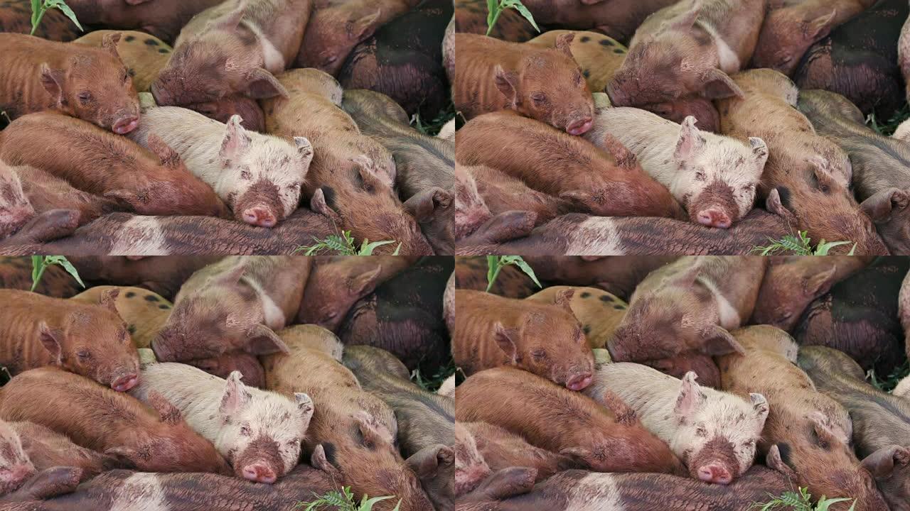 一小群散养小猪挤在一起在田野里睡觉的特写镜头