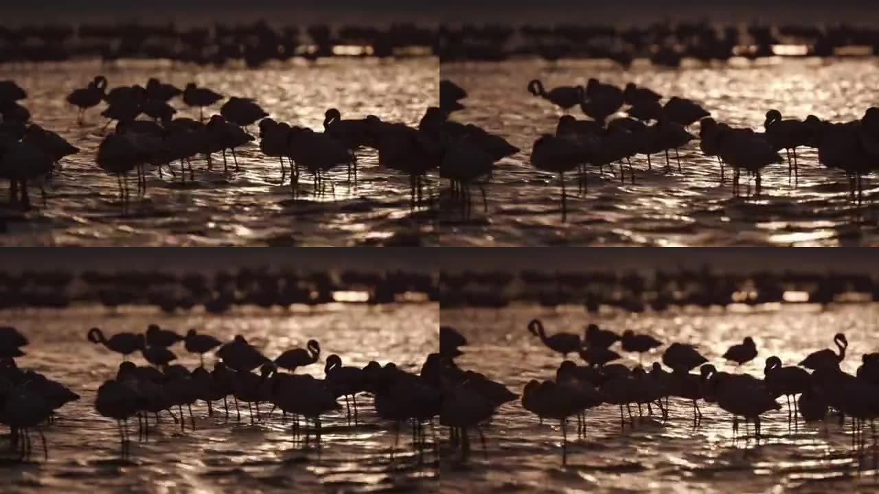 4k小火烈鸟在金色水中的轮廓