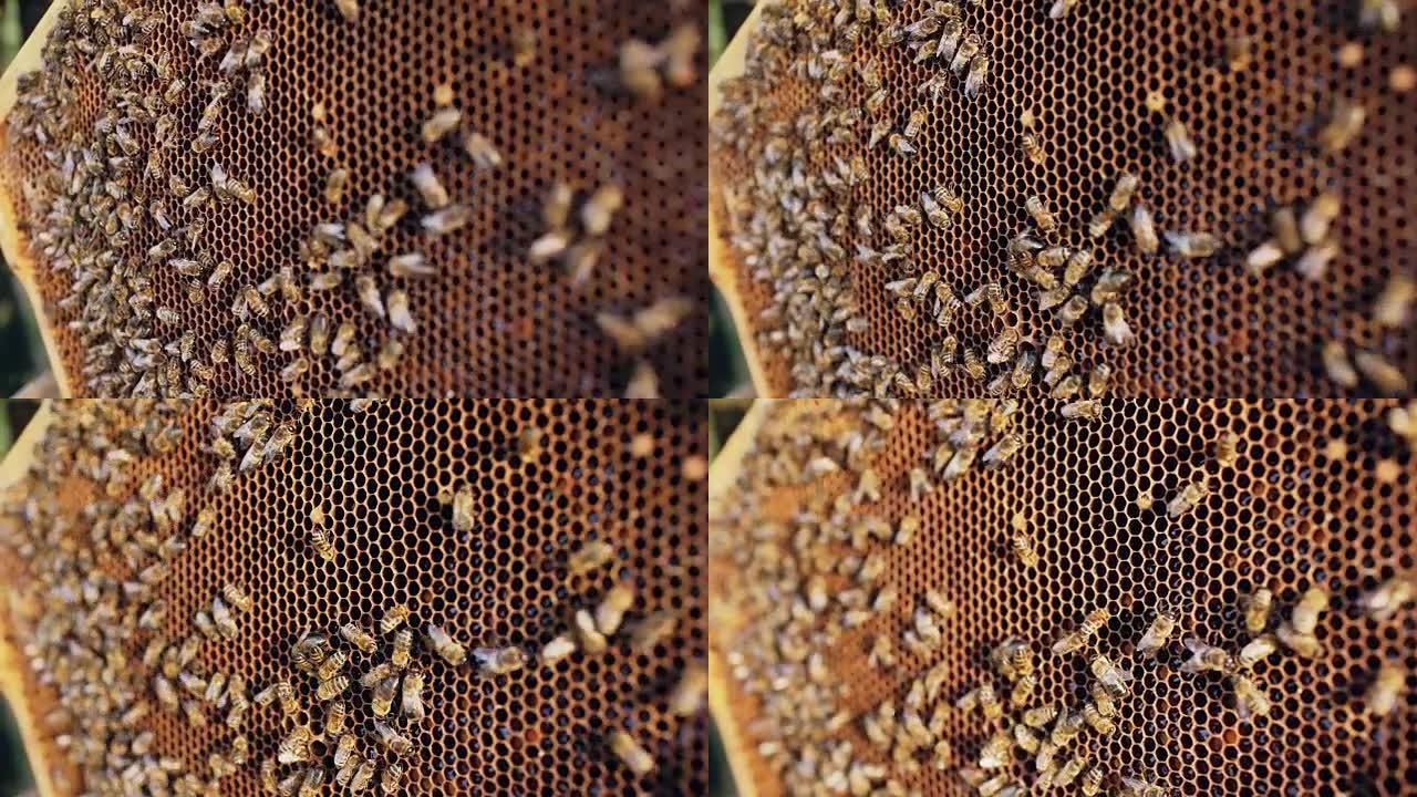 蜜蜂在蜂场的蜂蜜木架中的蜜蜂特写