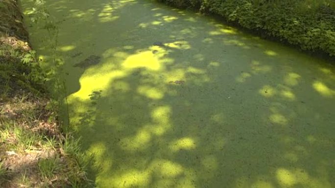 特写: 公园积水渠表面厚厚的绿藻层