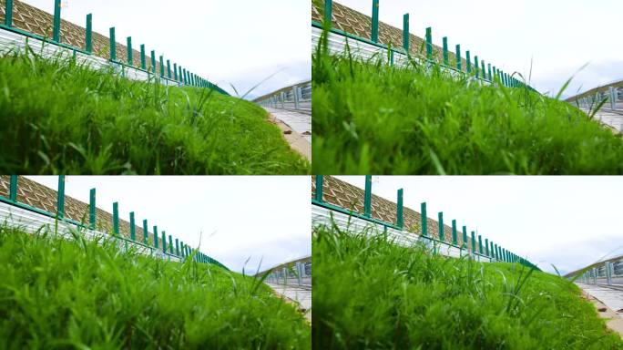 高速边坡 边坡种植 边坡绿植 高速护栏