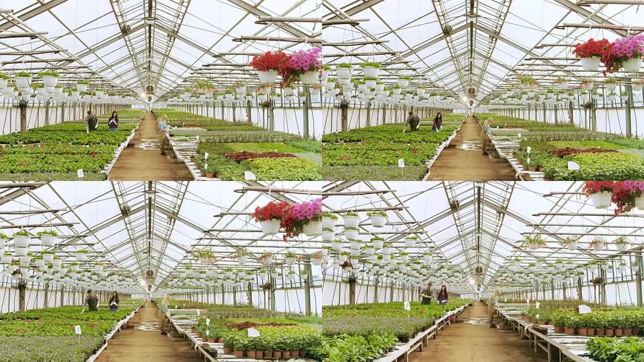 在阳光明媚的工业温室中，快乐的园丁团队忙于与五颜六色的花朵，植被和植物一起工作。