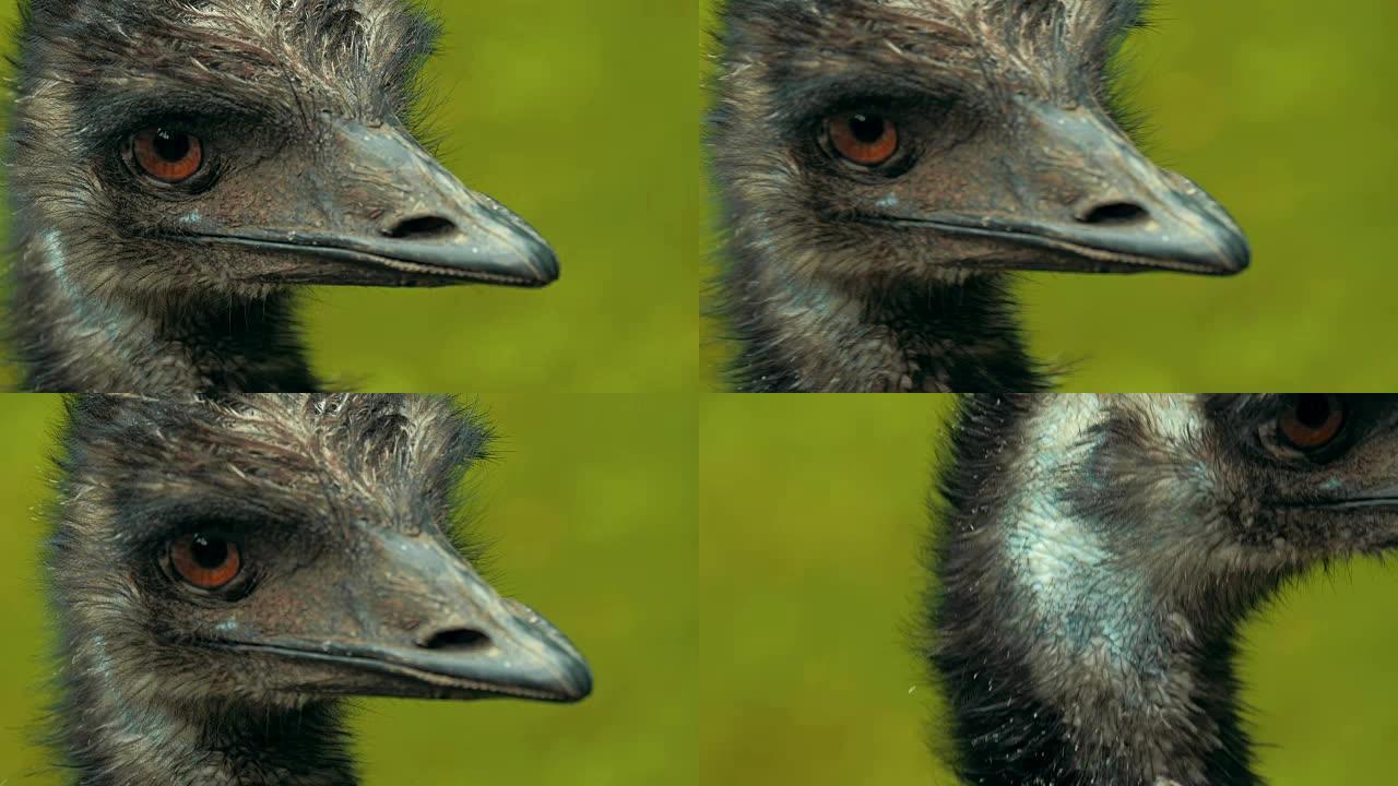 Emu在4k中关闭