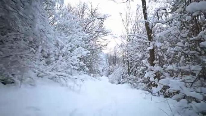 白雪皑皑的森林小径