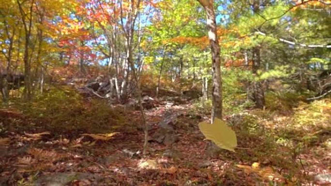 慢动作关闭黄色秋天的树叶枫叶在秋天的森林中脱落