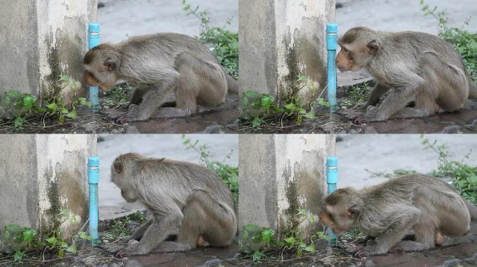 猴子从破裂的水管里喝水。