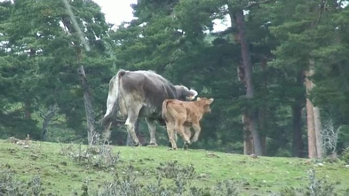 小牛和奶牛行走小牛和奶牛行走