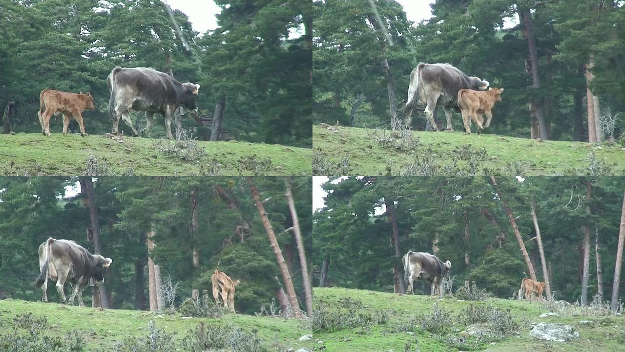 小牛和奶牛行走小牛和奶牛行走