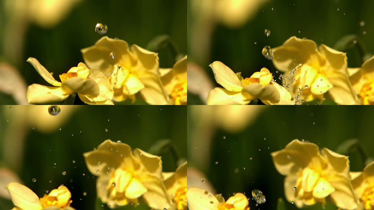 雨落在黄色的花朵上