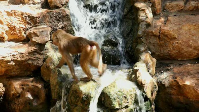 瀑布附近的猴子