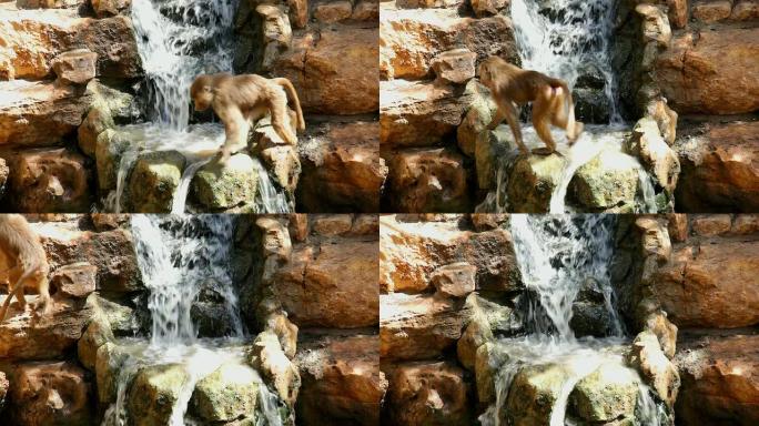 瀑布附近的猴子