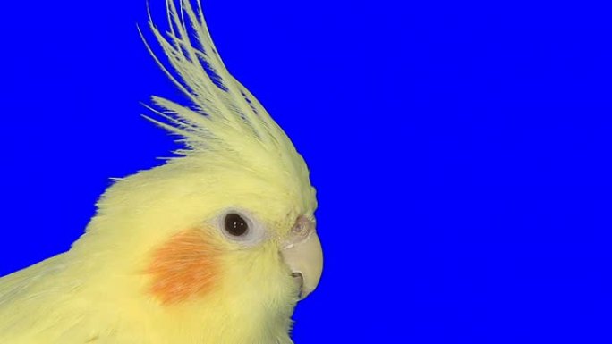 蓝底黄鹦鹉野生动物保护生物生态飞翔飞鸟