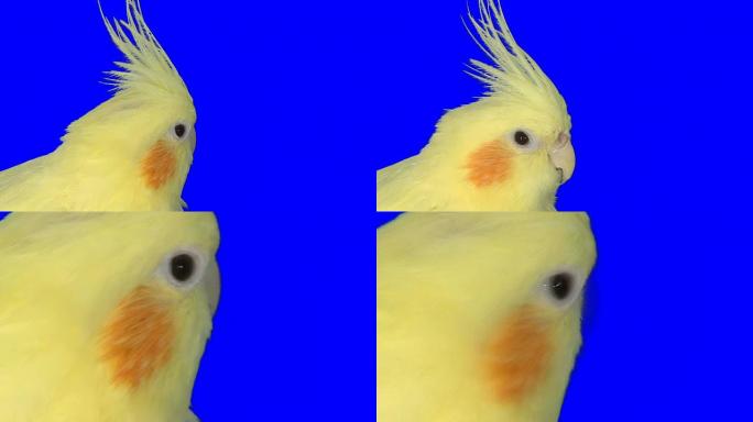 蓝底黄鹦鹉野生动物保护生物生态飞翔飞鸟