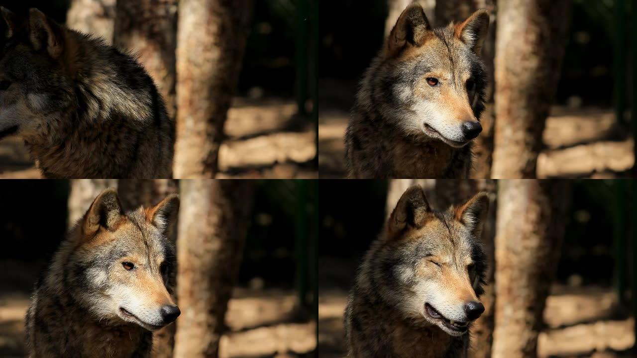 狼野狼