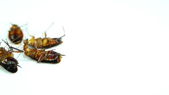 蟑螂蟑螂群昆虫腹部