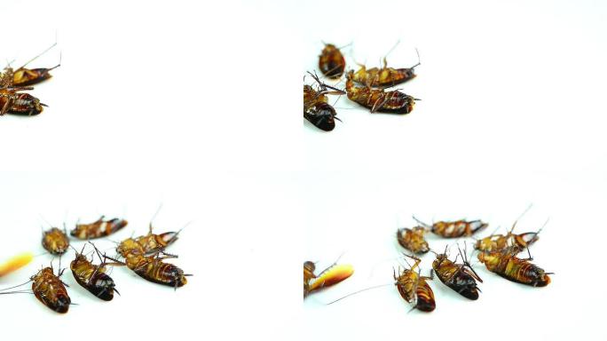 蟑螂蟑螂群昆虫腹部