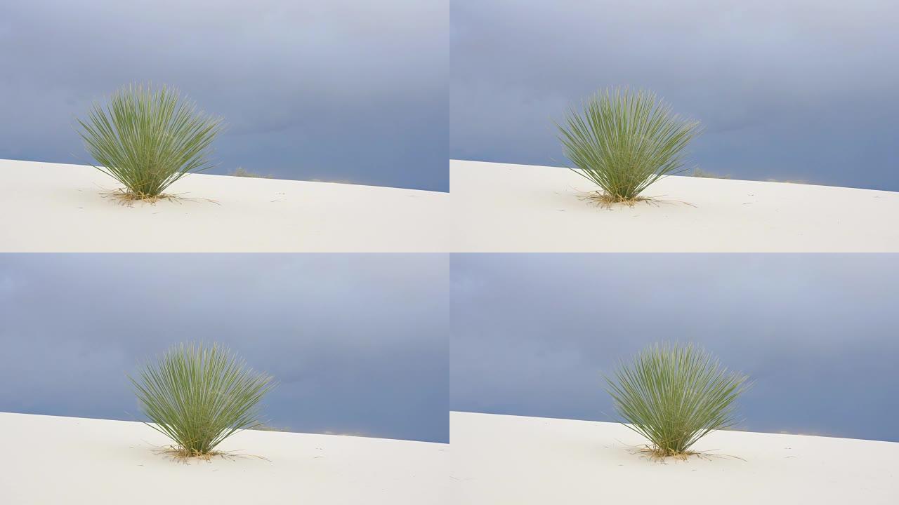 白沙沙漠中美丽的丝兰丛