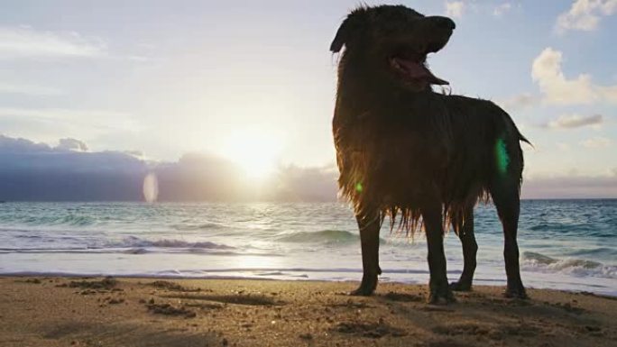 澳大利亚牧羊犬的特写镜头。海滩上的狗