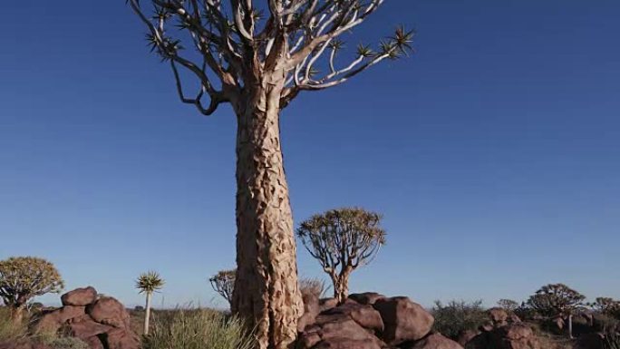 4K摇摄箭袋树/kokerboom