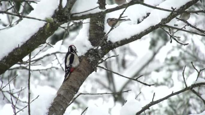慢动作: 啄木鸟寻找食物
